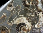 Polished Ammonite Fossil Slab - Marston Magna Marble #63817-1